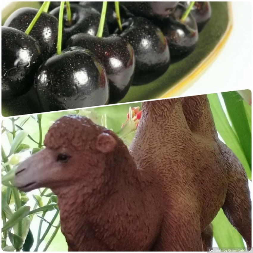 Лурения: "вкусные" имена наших питомцев🍰🍇