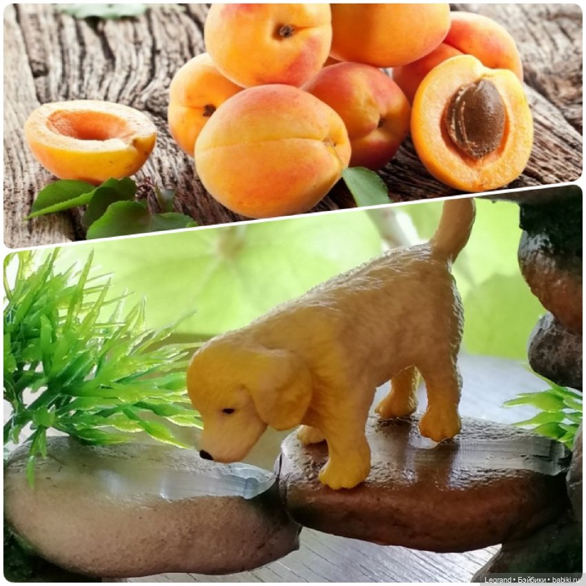 Лурения: "вкусные" имена наших питомцев🍰🍇 (фото 10)