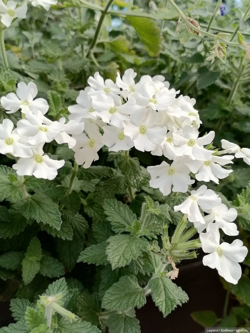 Лурения - Петербург: небольшая прогулка с собачками от Kari (фото 5)