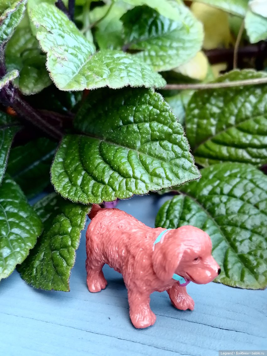 Лурения - Петербург: небольшая прогулка с собачками от Kari