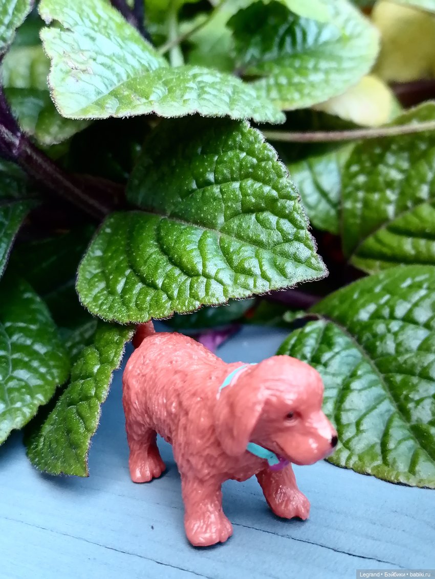 Лурения - Петербург: небольшая прогулка с собачками от Kari