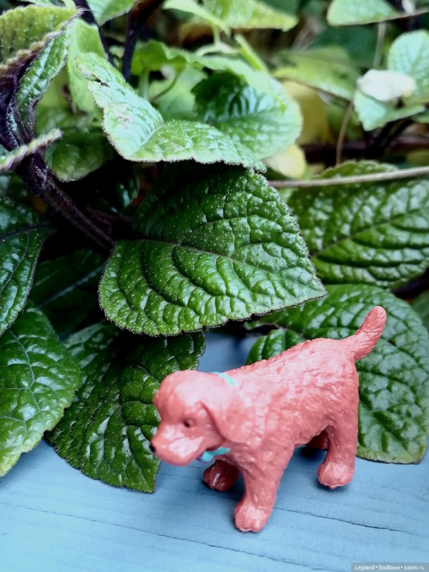 Лурения - Петербург: небольшая прогулка с собачками от Kari