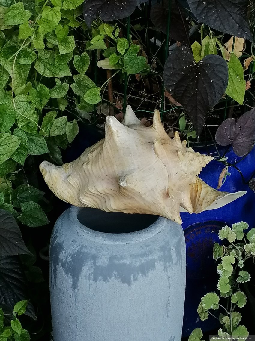 Лурения - Петербург: небольшая прогулка с собачками от Kari