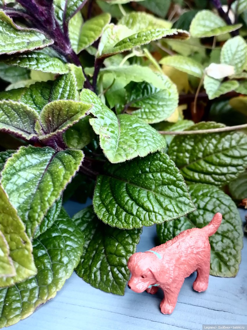 Лурения - Петербург: небольшая прогулка с собачками от Kari