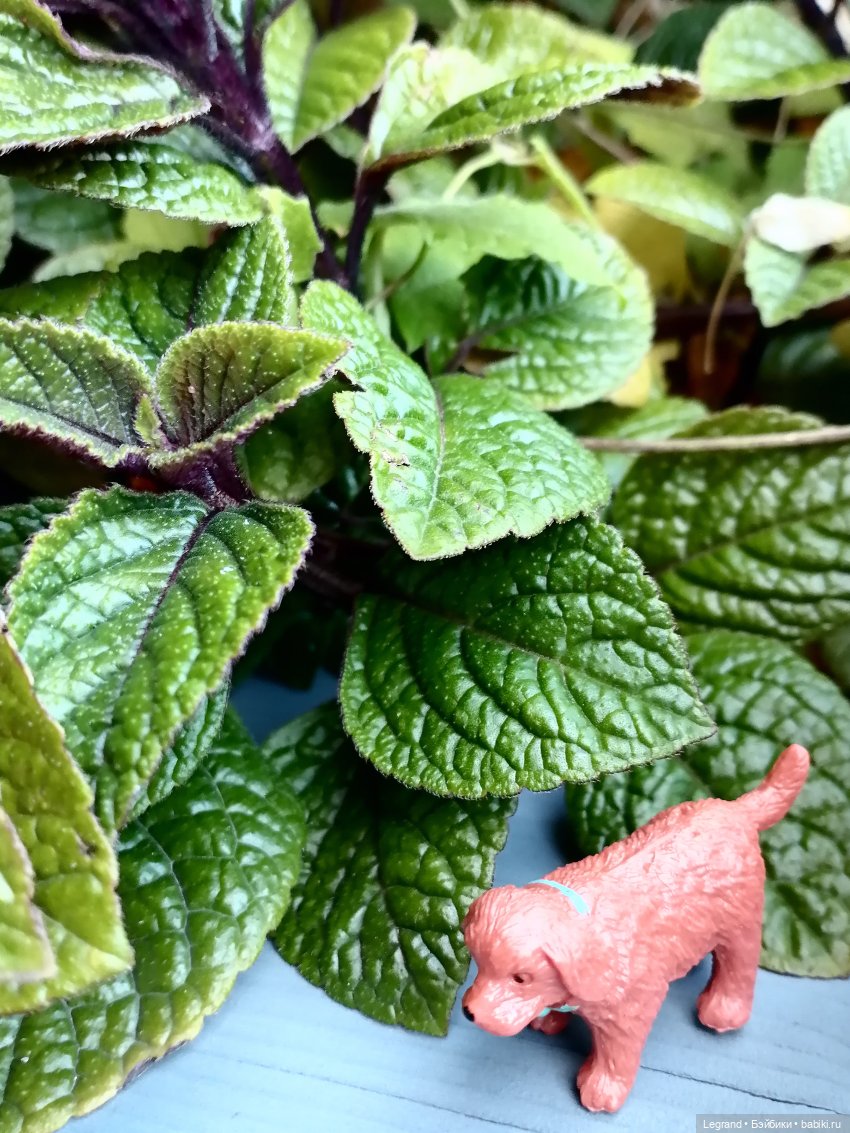 Лурения - Петербург: небольшая прогулка с собачками от Kari