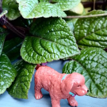 Лурения - Петербург: небольшая прогулка с собачками от Kari