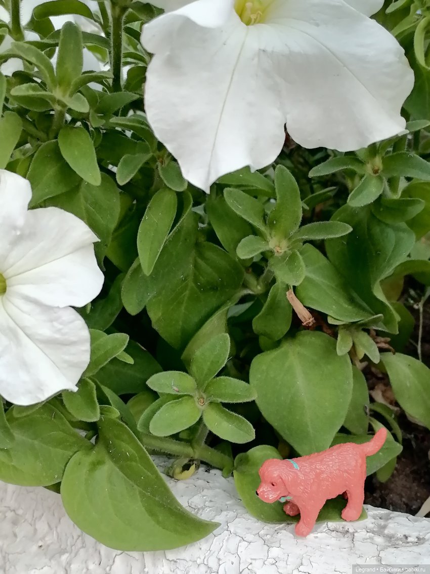 Лурения - Петербург: небольшая прогулка с собачками от Kari