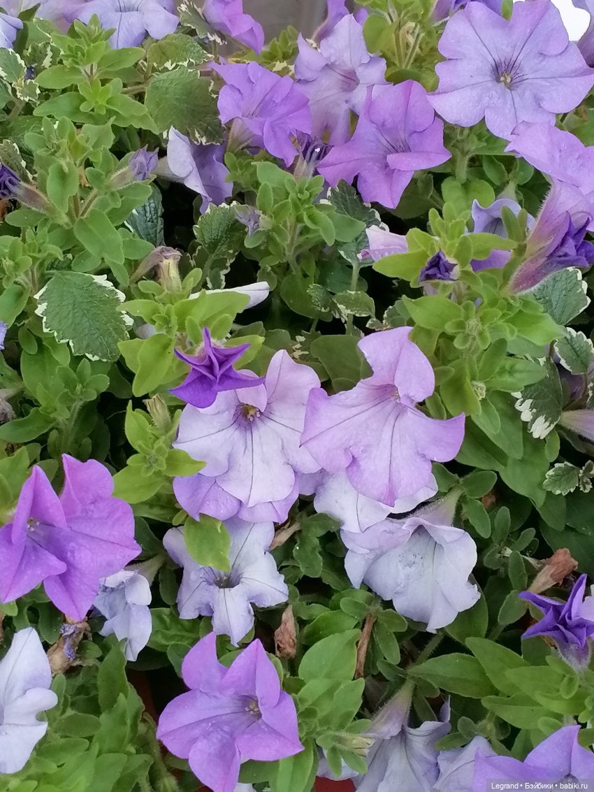 Лурения - Петербург: небольшая прогулка с собачками от Kari