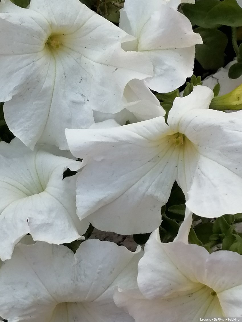 Лурения - Петербург: небольшая прогулка с собачками от Kari