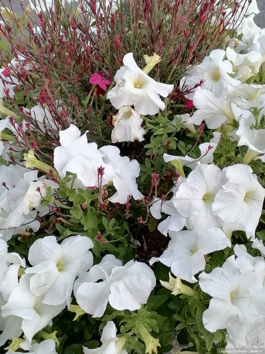 Лурения - Петербург: небольшая прогулка с собачками от Kari