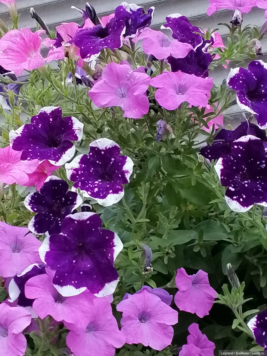 Лурения - Петербург: небольшая прогулка с собачками от Kari