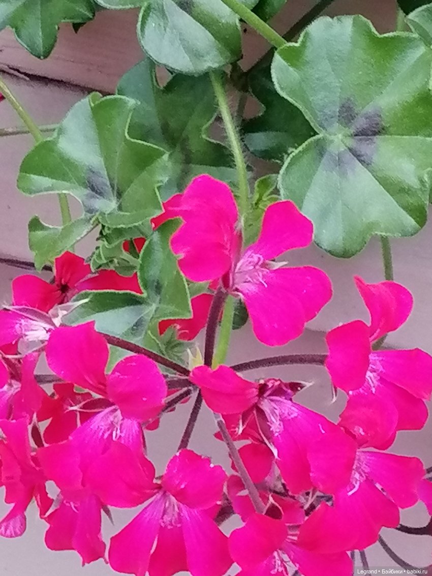 Санкт-Петербург: середина августа