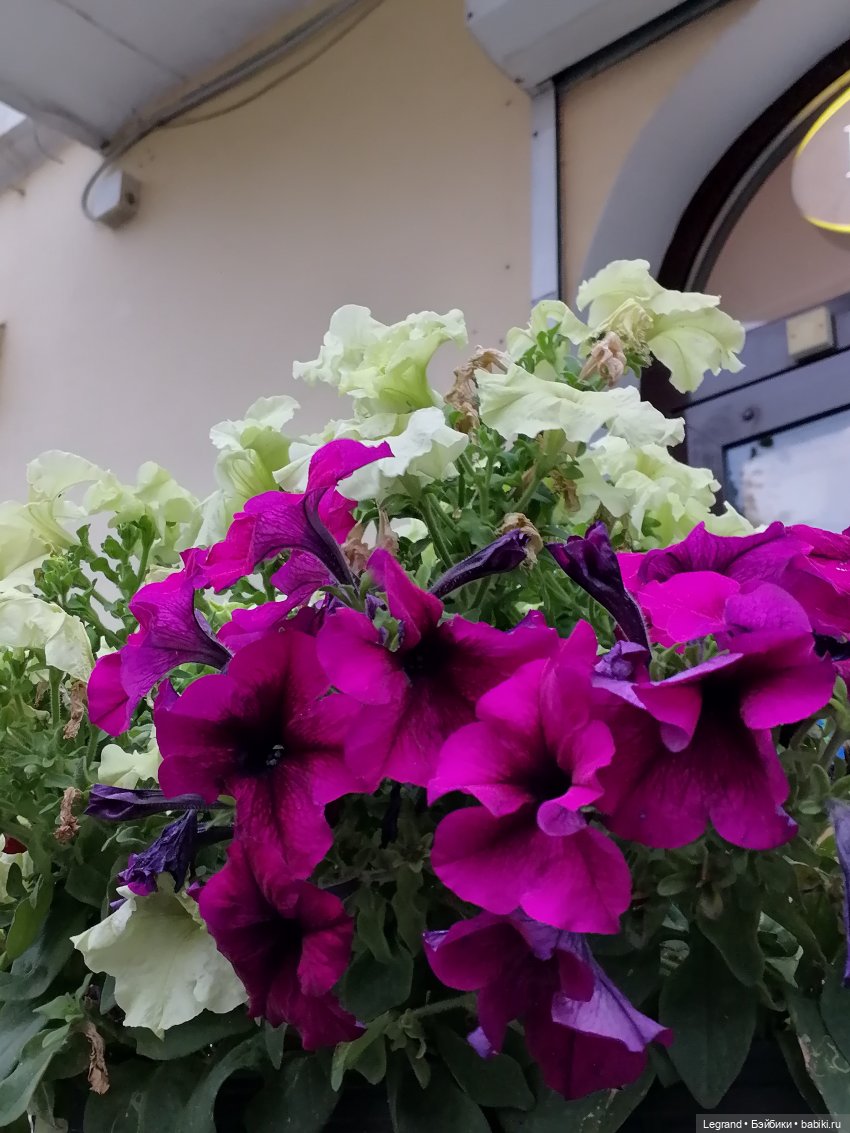 Санкт-Петербург: середина августа