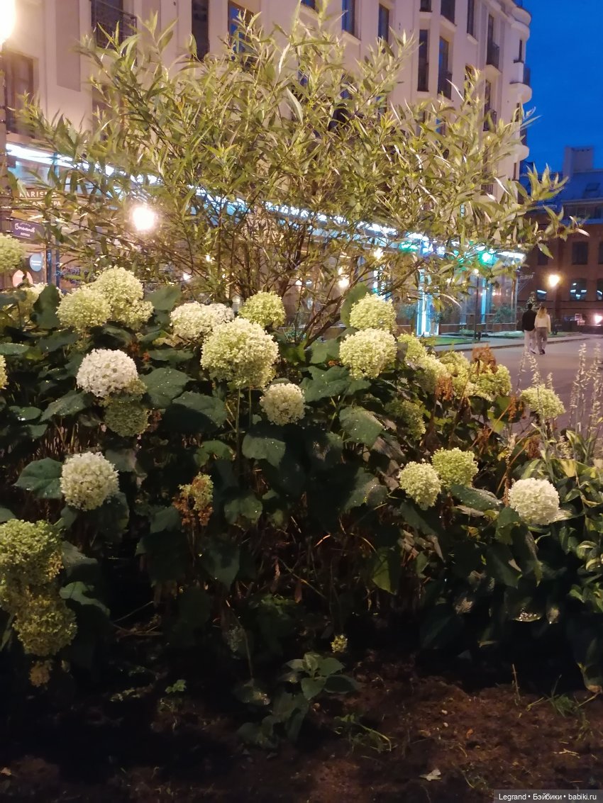 Санкт-Петербург: конец августа