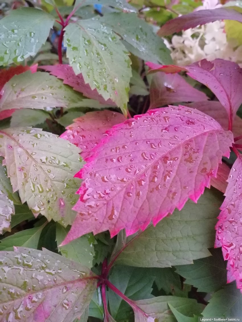 Санкт-Петербург: Таврический сад в последний день лета