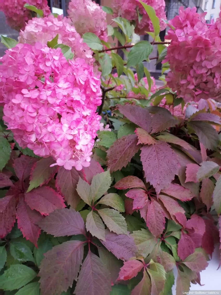 Санкт-Петербург: Таврический сад в последний день лета