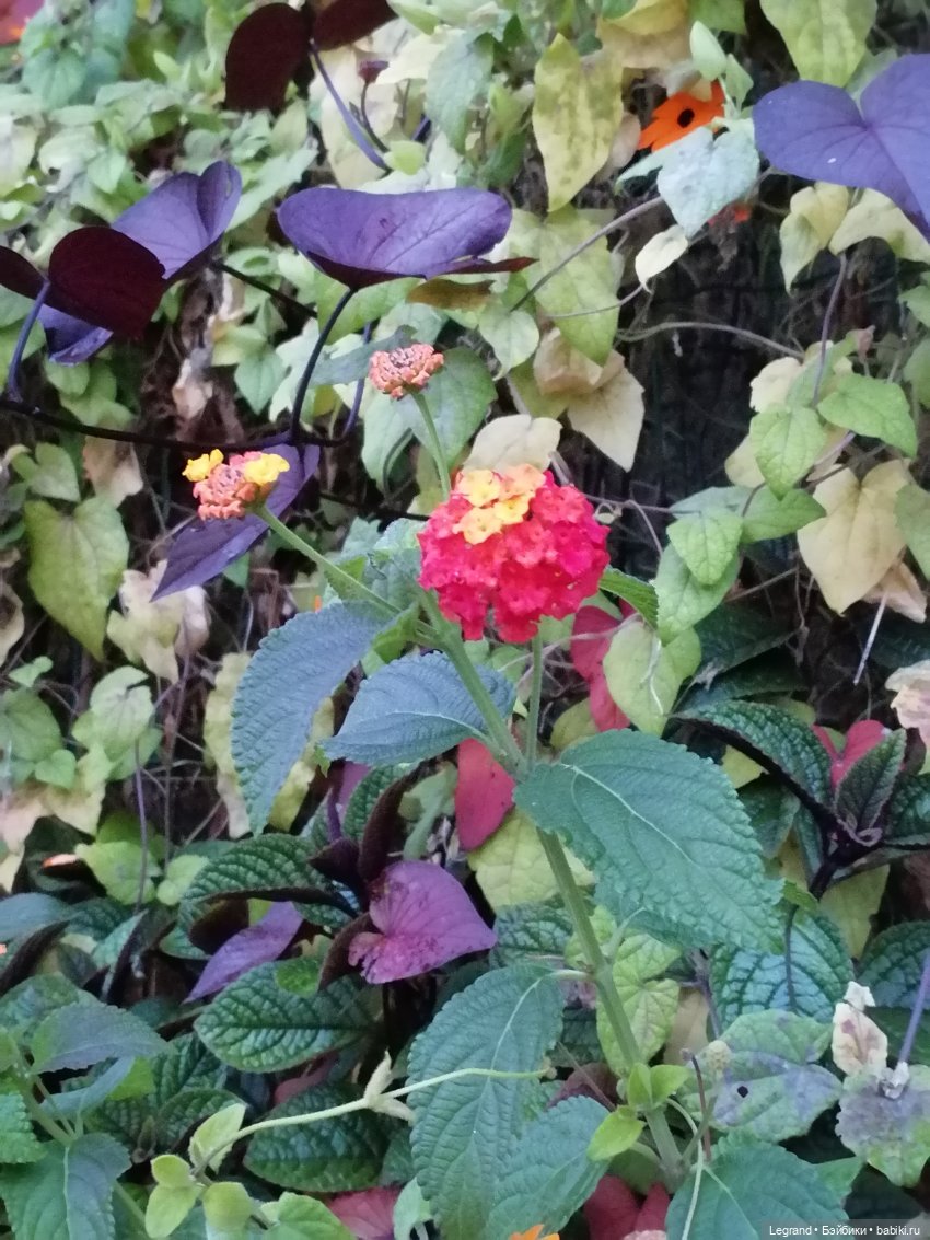 Санкт-Петербург: Таврический сад в последний день лета