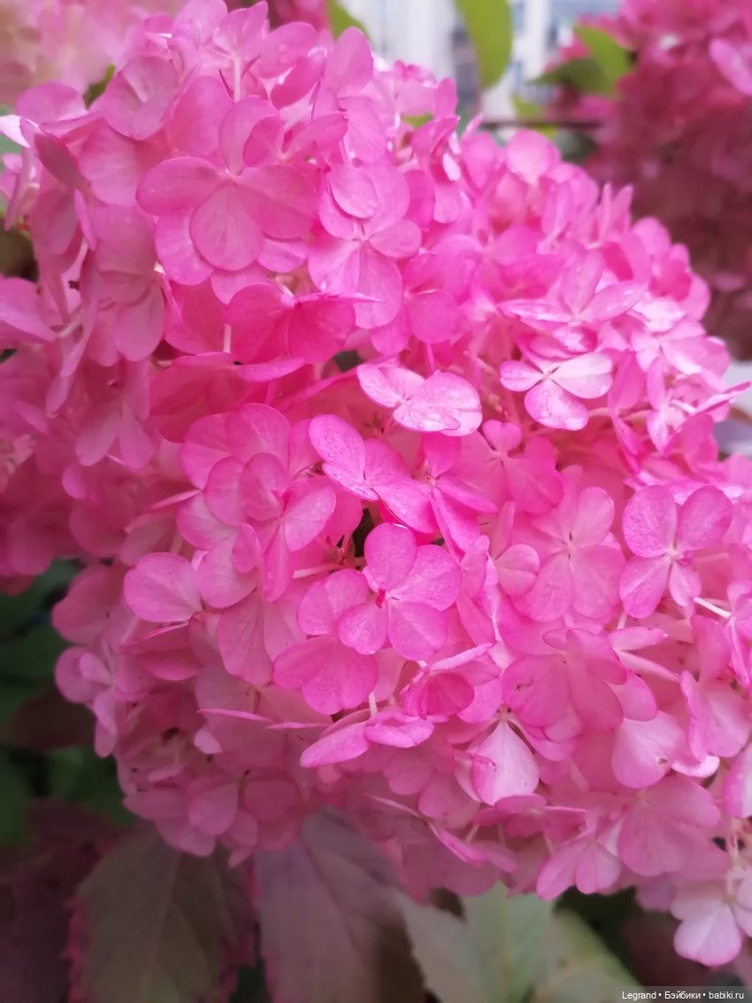 Санкт-Петербург: Таврический сад в последний день лета