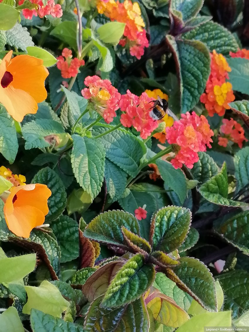 Лурения: просто Хальвар — Другие мини