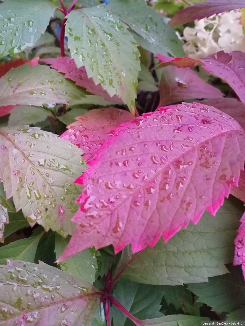 Санкт-Петербург: Таврический сад в последний день лета