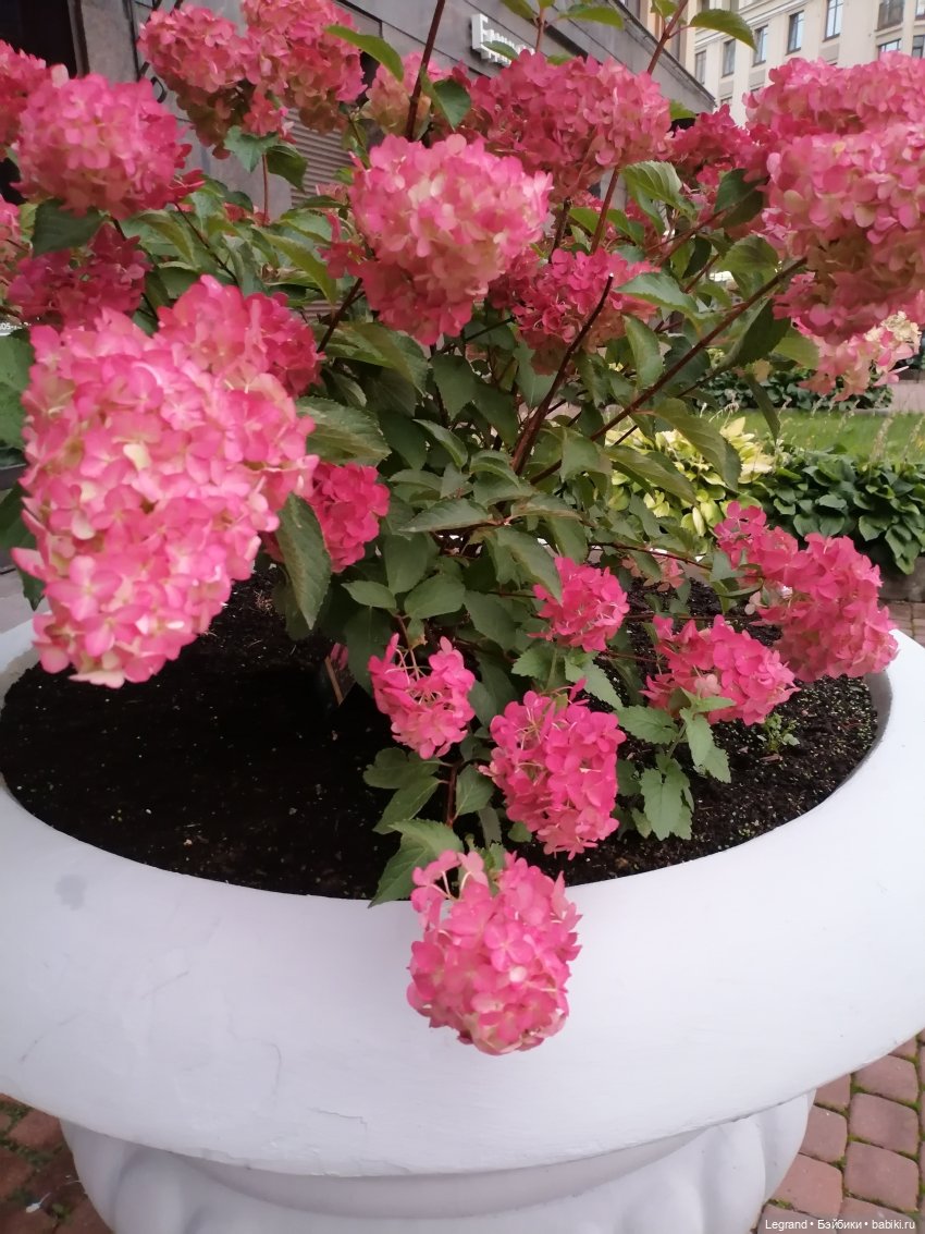 Санкт-Петербург: Таврический сад в последний день лета