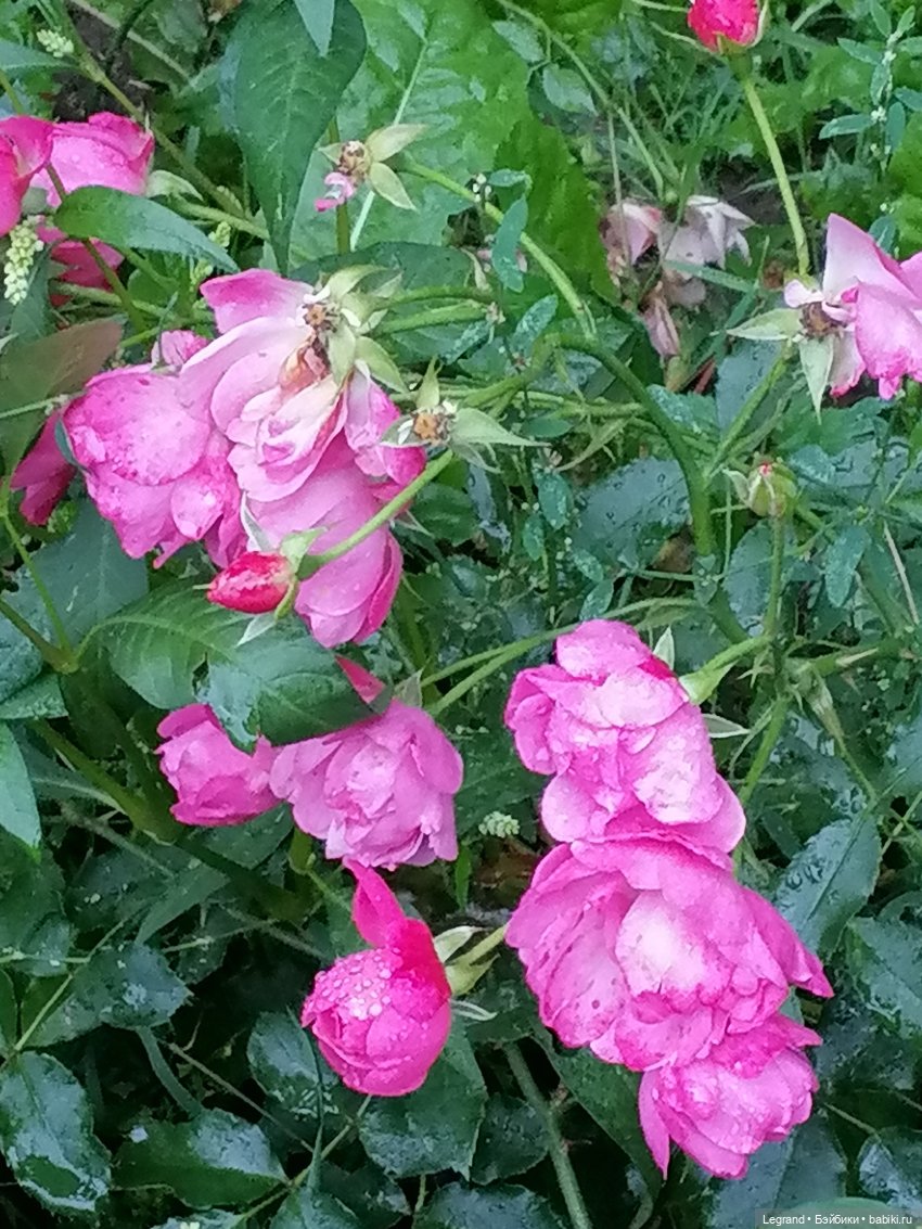 Санкт-Петербург: Таврический сад в последний день лета (фото 7)