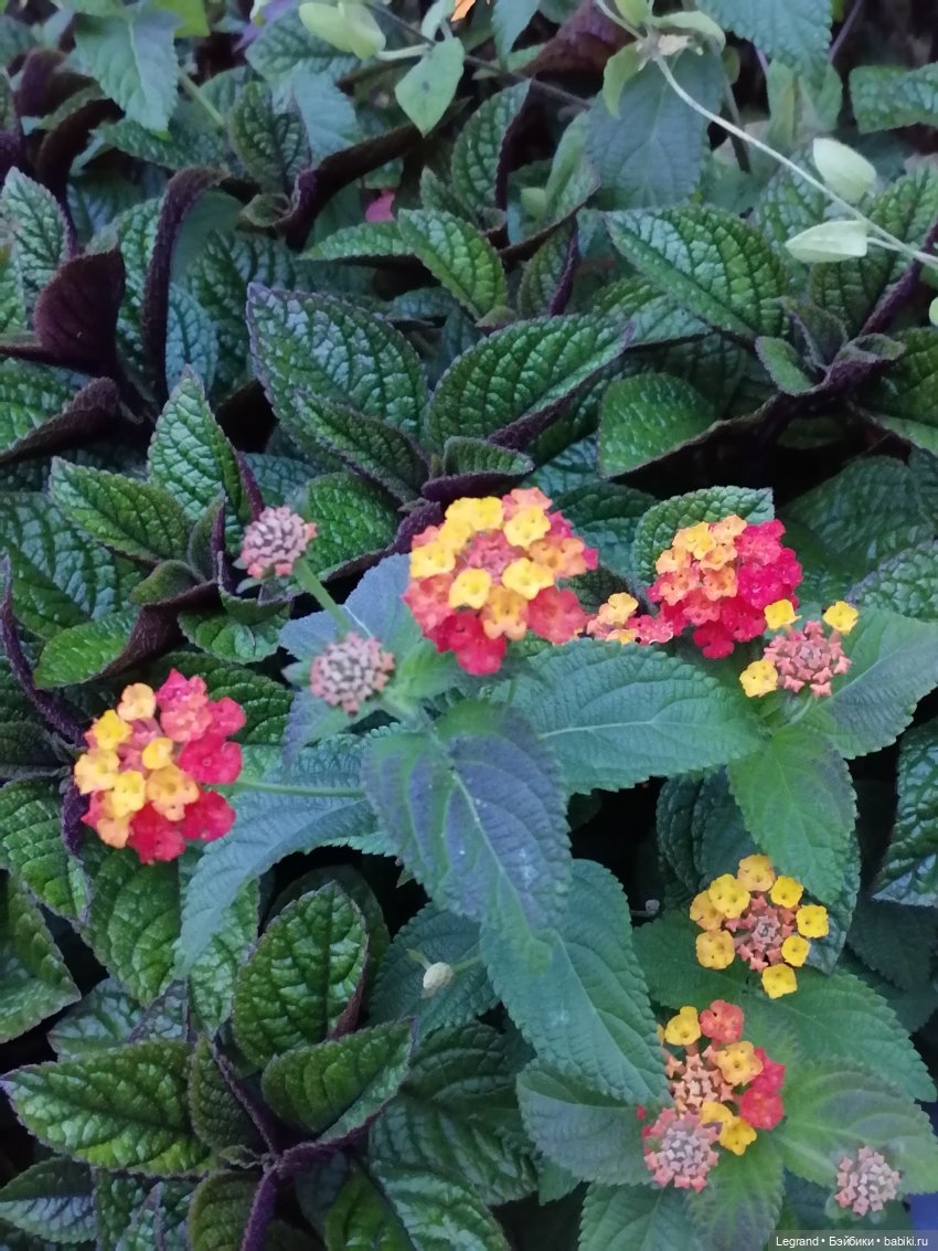 Санкт-Петербург: Таврический сад в последний день лета