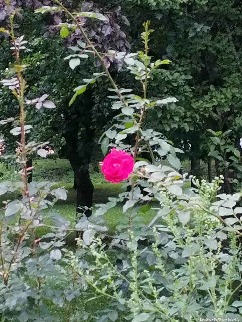 Санкт-Петербург: Таврический сад в последний день лета (фото 8)