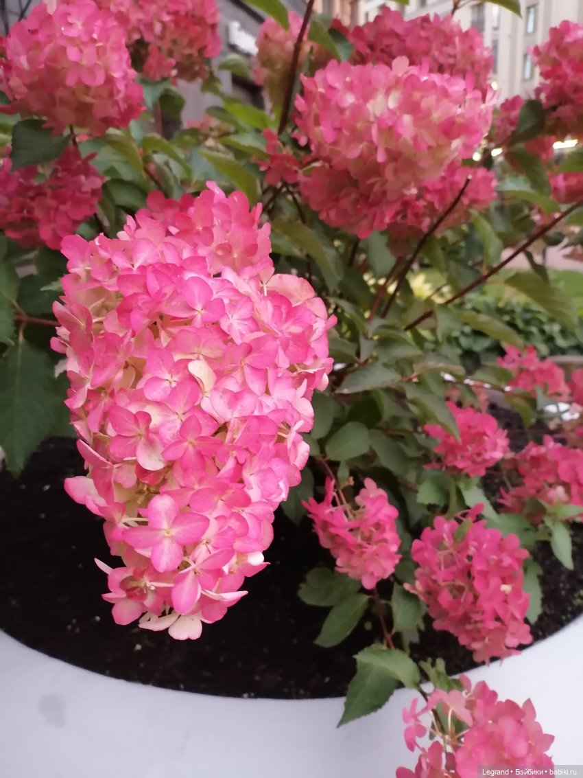 Санкт-Петербург: Таврический сад в последний день лета