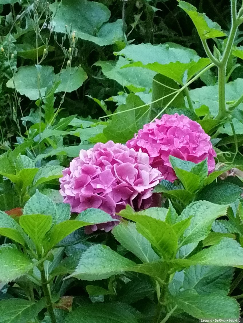 Санкт-Петербург: Таврический сад в последний день лета