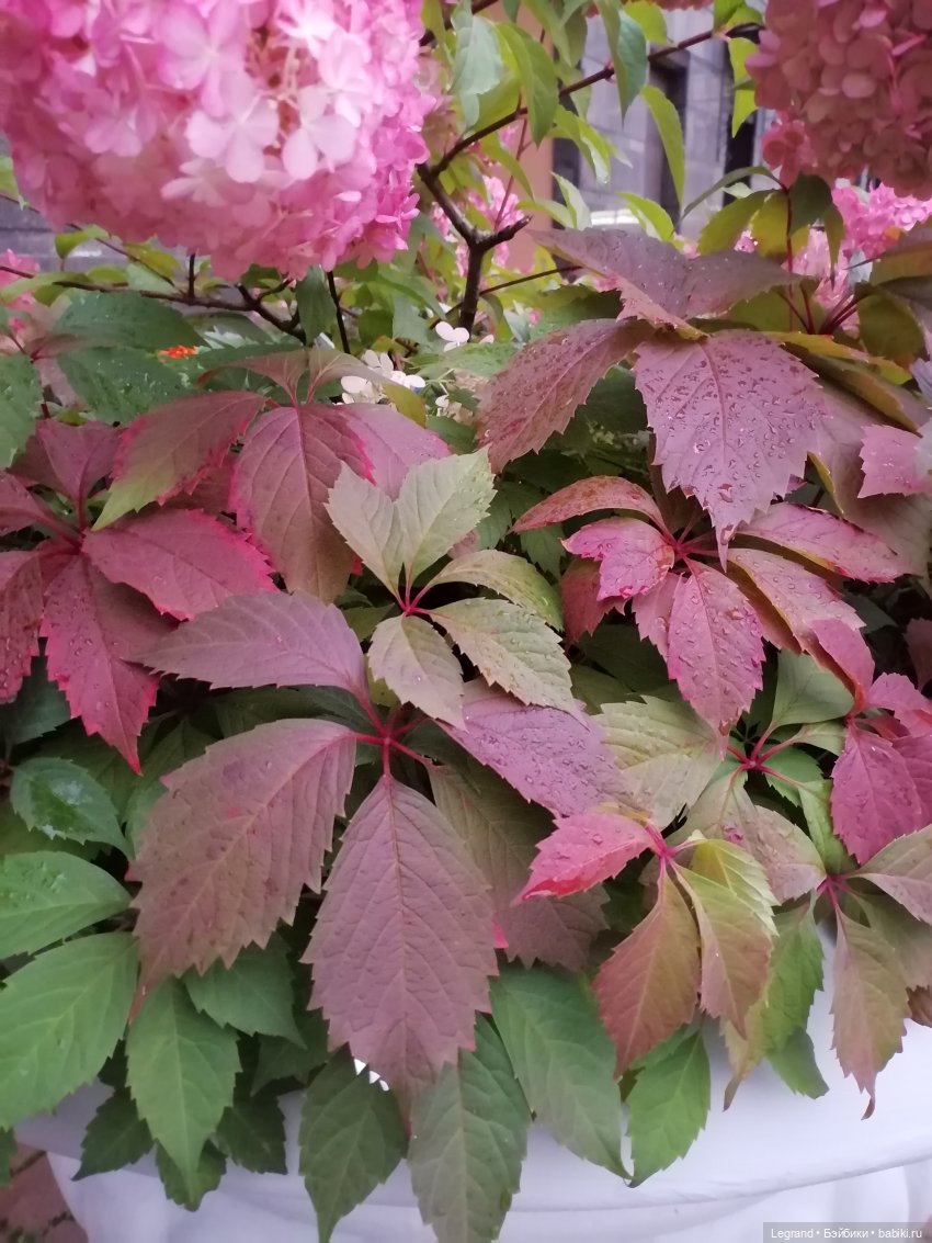 Санкт-Петербург: Таврический сад в последний день лета