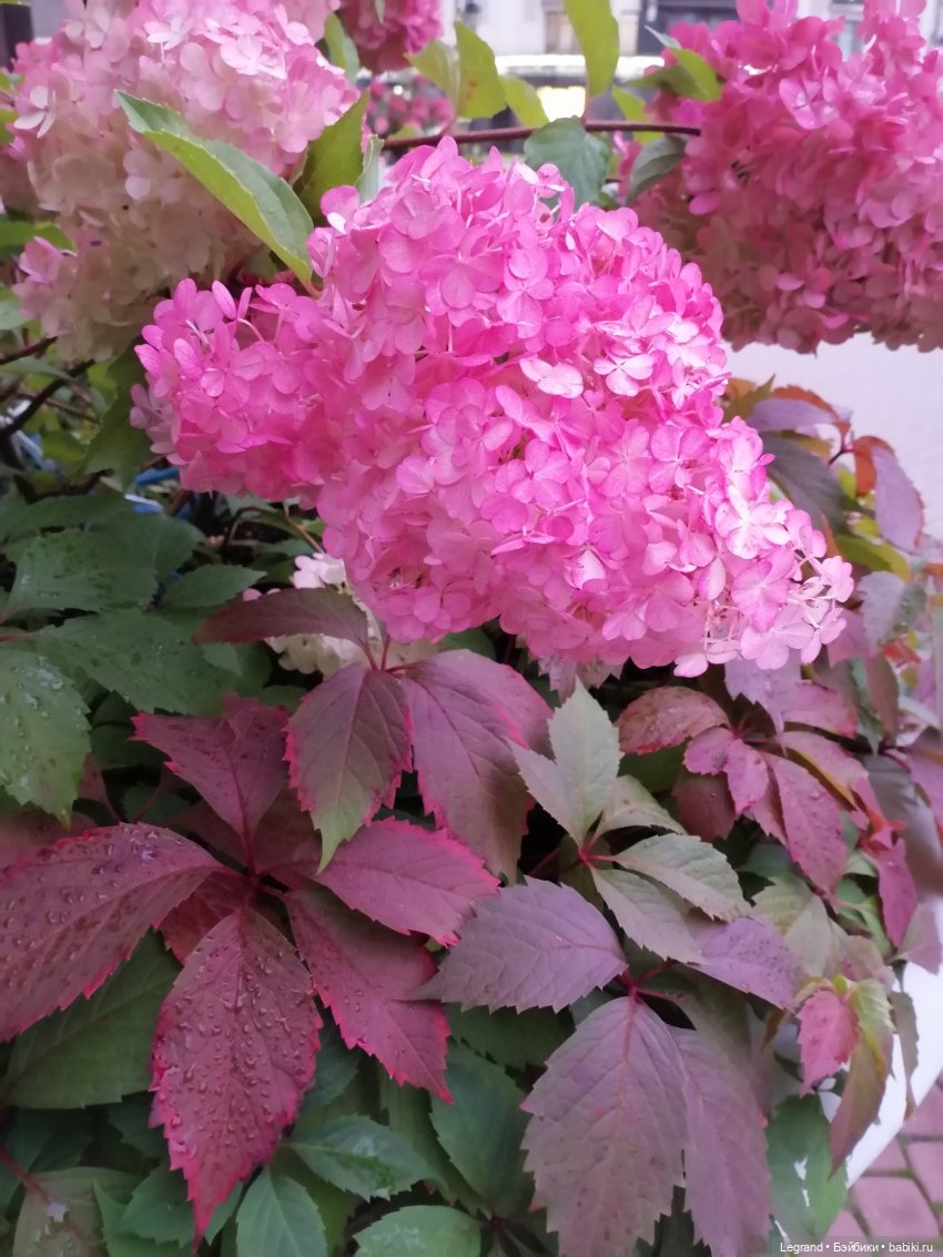 Санкт-Петербург: Таврический сад в последний день лета