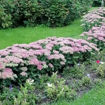 Санкт-Петербург: Таврический сад в последний день лета