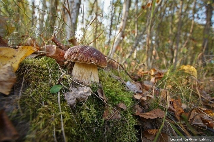 Лурения: Хальвар и Жасмин снова с вами, друзья!😊 (фото 4)