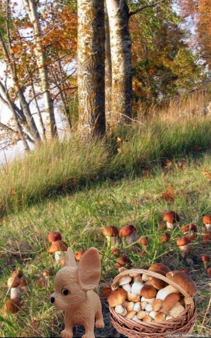 Лурения - День сбора грибов