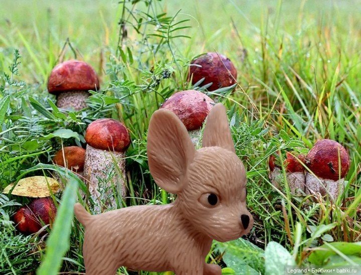 Лурения - День сбора грибов