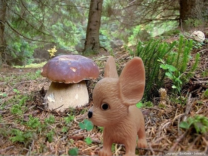 Лурения - День сбора грибов