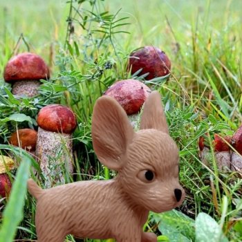 Лурения - День сбора грибов