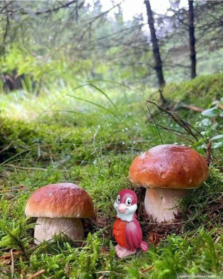 Лурения - День сбора грибов