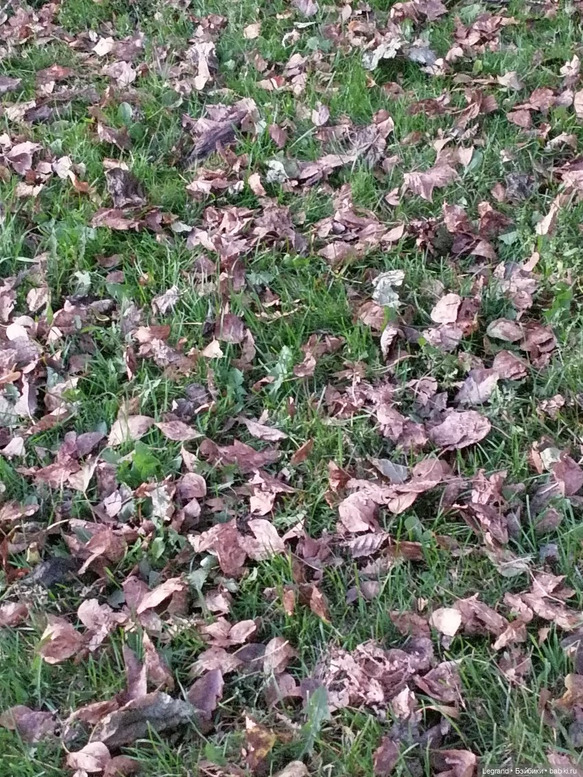 Санкт-Петербург: осень, вечерние фото (фото 2)