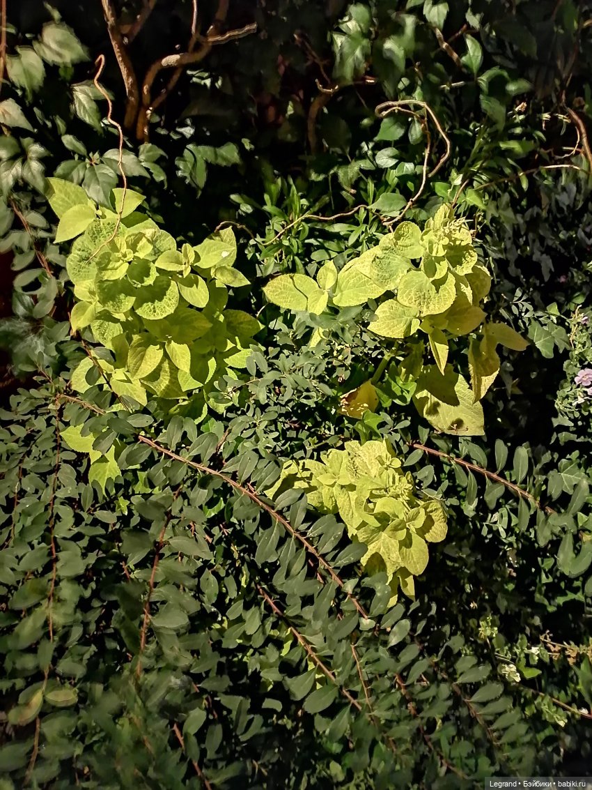 Санкт-Петербург: осень, вечерние фото