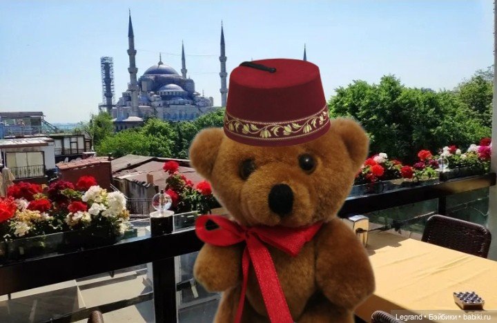 Из жизни моих мишек: Мишель, ещё один блогер😊 (фото 10)