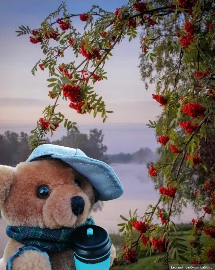 Из жизни моих мишек: Мишель, ещё один блогер😊 (фото 7)