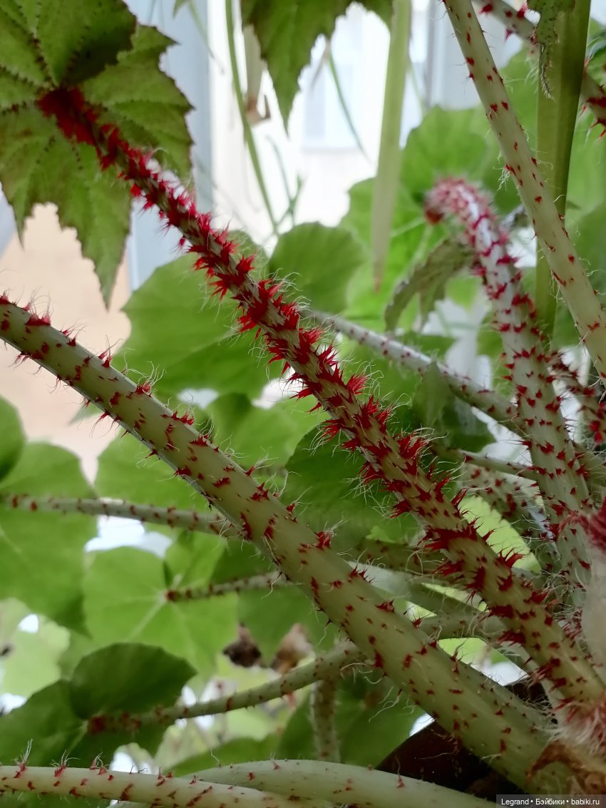 Лурения: Верхний сад - белочка, Стефан и Гюлиз | Бэйбики Лурения: Верхний сад - белочка, Стефан и Гюлиз