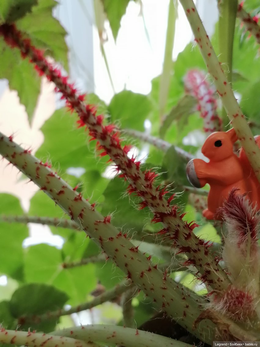 Лурения: Верхний сад - белочка, Стефан и Гюлиз | Бэйбики Лурения: Верхний сад - белочка, Стефан и Гюлиз