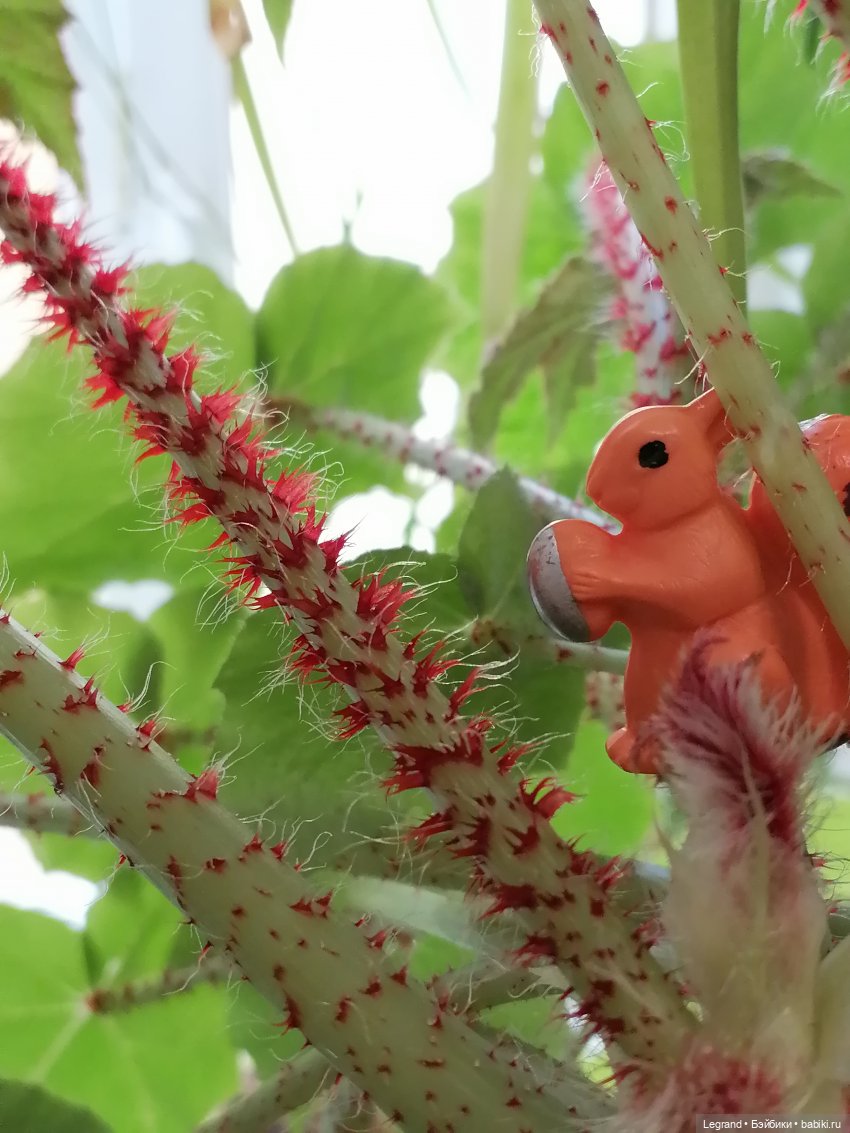 Лурения: Верхний сад - белочка, Стефан и Гюлиз | Бэйбики Лурения: Верхний сад - белочка, Стефан и Гюлиз