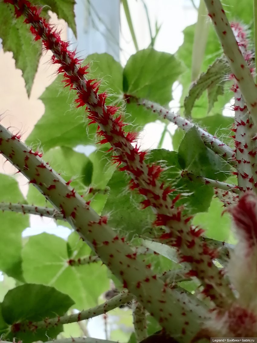 Лурения: Верхний сад - белочка, Стефан и Гюлиз | Бэйбики Лурения: Верхний сад - белочка, Стефан и Гюлиз