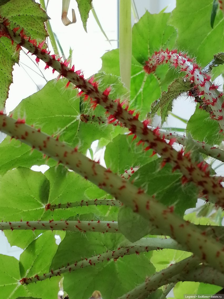 Лурения: Верхний сад - белочка, Стефан и Гюлиз | Бэйбики Лурения: Верхний сад - белочка, Стефан и Гюлиз