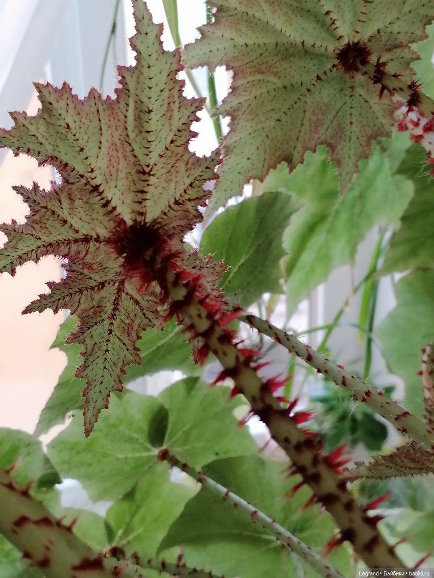 Лурения: Верхний сад - белочка, Стефан и Гюлиз | Бэйбики Лурения: Верхний сад - белочка, Стефан и Гюлиз