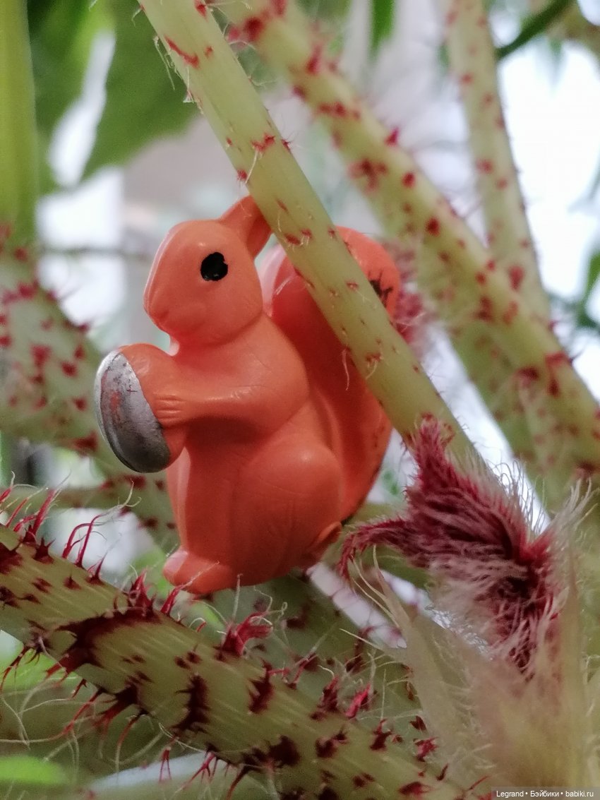 Лурения: Верхний сад - белочка, Стефан и Гюлиз | Бэйбики Лурения: Верхний сад - белочка, Стефан и Гюлиз